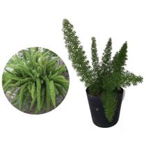 Muda de Aspargo Rabo De Gato 20 a 40cm AMK - Plantas Online