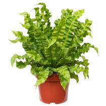 Muda de Asplênio Crispy Pote 14 Planta Natural Pendente 40cm Muda de Asplênio Crispy Pote 14 Planta Natural Pendente 40cm