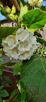 muda de astrapéia nas cores branca e rosa ótima flor para abelhas - Dombeya