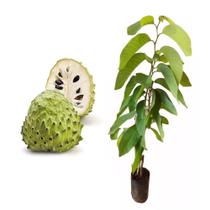 Muda De Atemoia 20cm - Enxertada