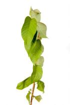 Muda de Atemoia Altura 0,40 cm a 0,80 cm - Plantas