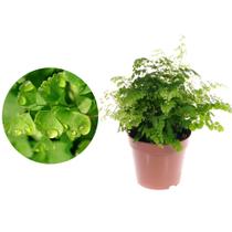 Muda de Avenca 20 a 40cm AMK - Plantas Online Muda de Avenca 20 a 40cm AMK - Plantas Online