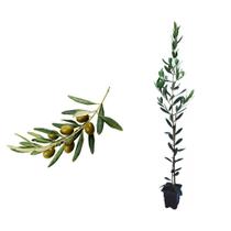 Muda de Azeitona Oliveira 20 a 40cm AMK - Plantas Online Muda de Azeitona Oliveira 20 a 40cm AMK - Plantas Online