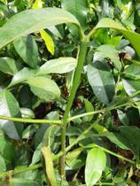 Muda de Bacupari Altura de 0,40 cm a 0,80 cm Muda de Bacupari Altura de 0,40 cm a 0,80 cm