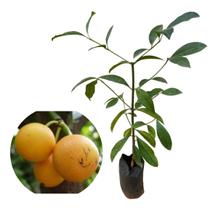 Muda De Bacupari Para Produzir Muda De Bacupari Para Produzir