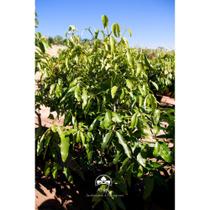 Muda de Bacupari Produzindo Altura 1,0 m a 1,5 m Muda de Bacupari Produzindo Altura 1,0 m a 1,5 m