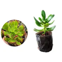 Muda de Balsamo 20 a 40cm AMK - Plantas Online