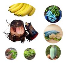 Muda De Banana Azul Importada Envio Imediato Pronta entrega