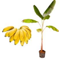 Muda de Banana Maca 20 a 40cm AMK - Plantas Online