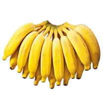 Muda de Banana Prata Altura de 0,40 cm a 0,80 cm