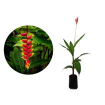 Muda de Bananeira Ornamental 20 a 40cm AMK - Plantas Online - AMK Jardinagem e Paisagismo