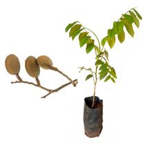 Muda de Baru 20 a 40cm AMK - Plantas Online