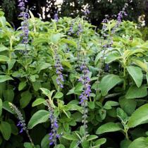 Muda de Boldo Altura 0,40 cm a 0,80 cm