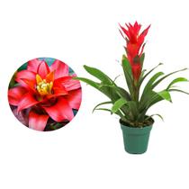 Muda de Bromelia 20 a 40cm AMK - Plantas Online