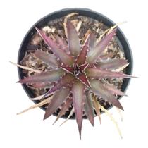 Muda de Bromélia Dyckia Muda de Bromélia Dyckia
