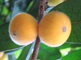 Muda De Cabeludinha (jabuticaba Amarela) Variededade Precoce Muda De Cabeludinha (jabuticaba Amarela) Variededade Precoce