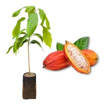 Muda de Cacau Rápida Produção Produz em Vasos