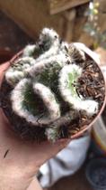 Muda De Cacto Austrocylindropuntia Vestita F. Cristata Muda De Cacto Austrocylindropuntia Vestita F. Cristata
