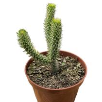 Muda De Cacto Rabo De Raposa Lindas Plantas Pt 11 Media 9 Cm