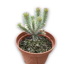 Muda De Cacto Rabo De Raposa Top Linda Coleção Plantada