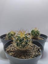 Muda De Cacto Stenocactus Para Colecionadores Raro Presente