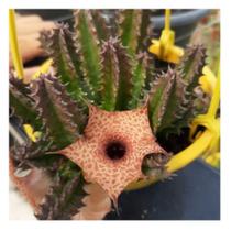 Muda De Cacto Suculenta Huernia Top Para Colecionadores