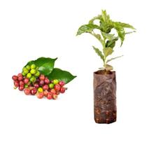 Muda de Cafe Catuai Vermelho 20 a 40cm AMK - Plantas Online Muda de Cafe Catuai Vermelho 20 a 40cm AMK - Plantas Online