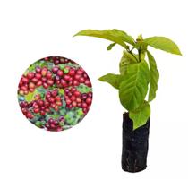 Muda de Cafe Conilon 20 a 40cm AMK - Plantas Online