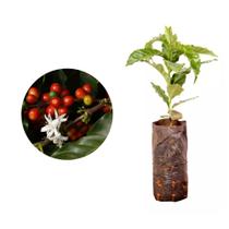 Muda de Cafe Iapar 20 a 40cm AMK - Plantas Online