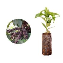 Muda de Cafe IBC 20 a 40cm AMK - Plantas Online