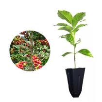 Muda de Cafe Mundo Novo 20 a 40cm AMK - Plantas Online Muda de Cafe Mundo Novo 20 a 40cm AMK - Plantas Online