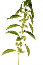 Muda de Café Nativo Altura 0,15 cm a 0,40 cm