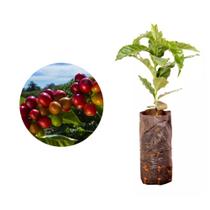 Muda de Cafe Obata 20 a 40cm AMK - Plantas Online