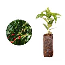 Muda de Cafe Ouro Verde 20 a 40cm AMK - Plantas Online Muda de Cafe Ouro Verde 20 a 40cm AMK - Plantas Online