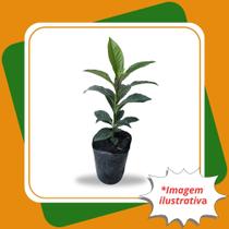 Muda de Cafezinho Psychotria nuda