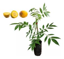 Muda De Cajamanga Anã - Produzindo - Spondias Dulcis Nana Muda De Cajamanga Anã - Produzindo - Spondias Dulcis Nana