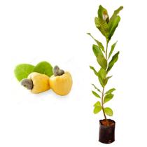 Muda de Caju Anao Amarelo 20 a 40cm AMK - Plantas Online