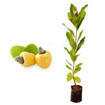 Muda de Caju Anao Amarelo 20 a 40cm AMK - Plantas Online - AMK Jardinagem e Paisagismo