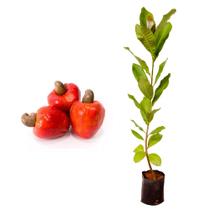 Muda de Caju Anao Vermelho 50 a 80cm AMK - Plantas Online