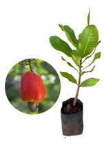 Muda De Caju Vermelho - Exótico - AMK - Jardinagem e Paisagismo