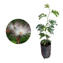 Muda de Caliandra 20 a 40cm AMK - Plantas Online Muda de Caliandra 20 a 40cm AMK - Plantas Online