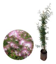 Muda De Caliandra Rosa