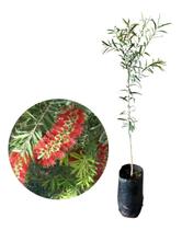 Muda De Callistemon - Escova De Garrafa