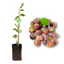 Muda de Campari Híbrido Dovyalis Rápida Produção Produz em Vasos Muda de Campari Híbrido Dovyalis Rápida Produção Produz em Vasos