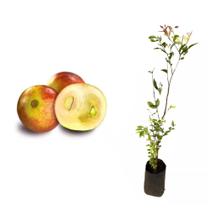 Muda de Camu Camu 20 a 40cm AMK - Plantas Online Muda de Camu Camu 20 a 40cm AMK - Plantas Online