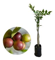 Muda De Camu Camu - Exótica 20cm Muda De Camu Camu - Exótica 20cm