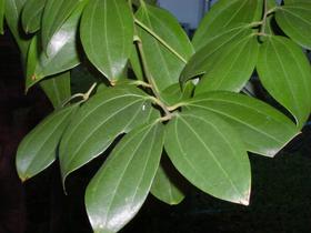 Muda de Canela Doce- Arvore de Sombra