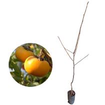 Muda de Caqui Chocolate Branco Enxertada