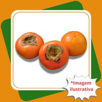 Muda de Caqui Chocolate Preto Diospyros kaki L. Muda de Caqui Chocolate Preto Diospyros kaki L.