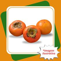 Muda de Caqui Fuyu Enxertada Diospyros kaki